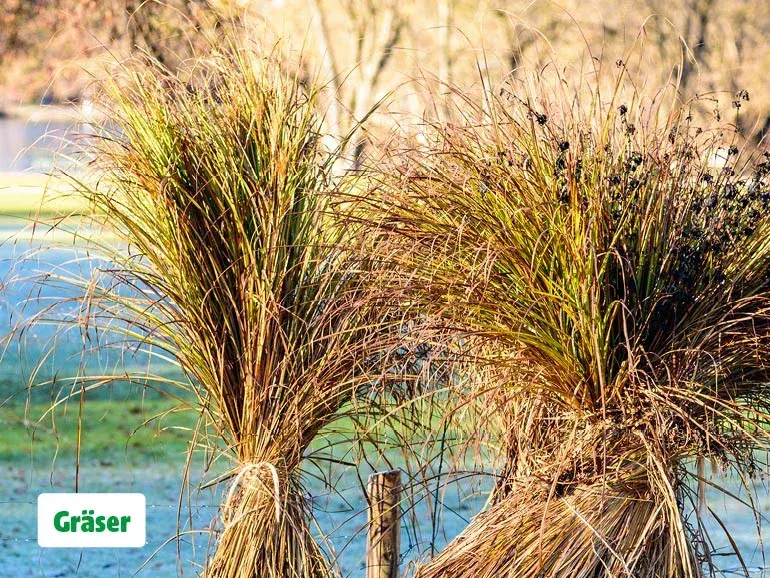 Ziergräser im Garten, die mit einem Band zusammengebunden sind