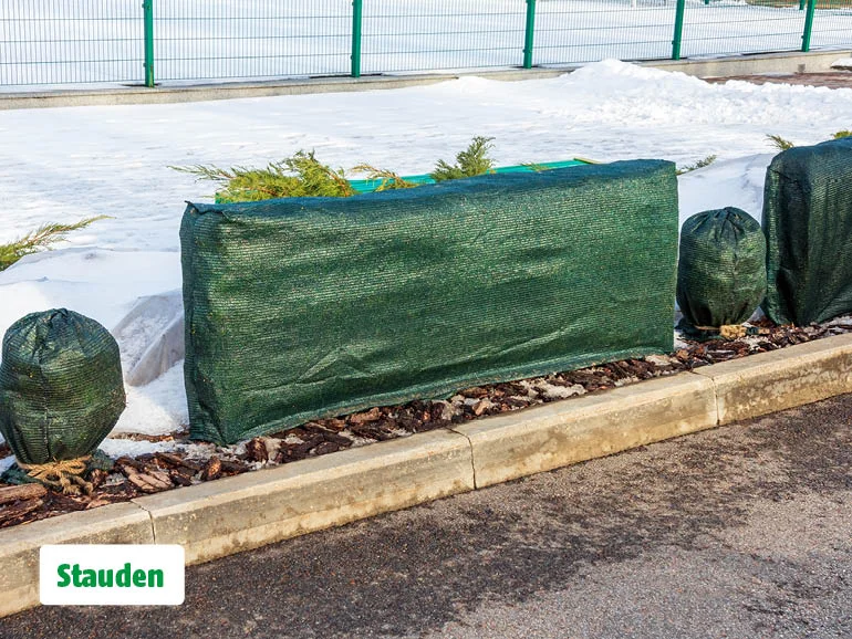 Stauden im Gartenbeet, die mit einem Vlies umwickelt sind