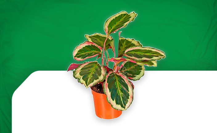 Abbildung von einer Zimmerpflanzen