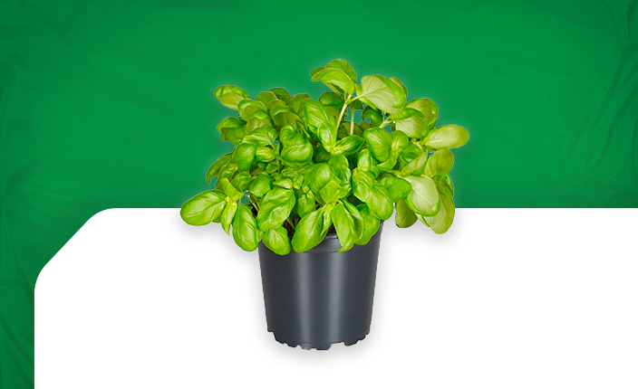 Abbildung von einer Kräuterpflanze