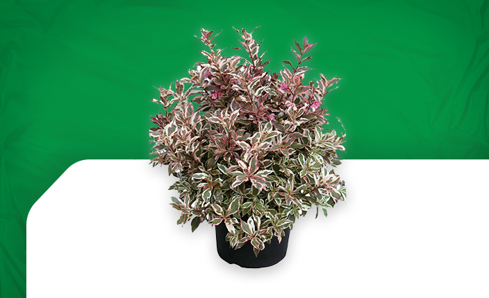 Abbildung von einer Pflanze