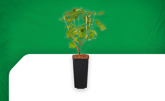 Abbildung von einer Obstpflanze