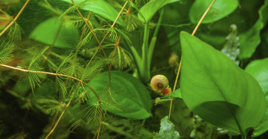 Eine kleine Schnecke mit rötlich-gelbem Gehäuse kriecht an einem grünen Pflanzenblatt in einem dicht bepflanzten Aquarium.
