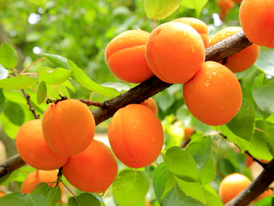 Reife Aprikosen an einem Zweig mit grünen Blättern.