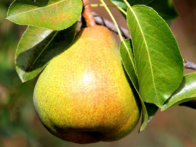 Reife Birne mit Blättern am Baum.
