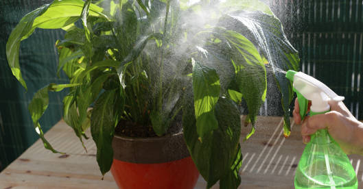 Eine Person besprüht eine grüne Zimmerpflanze in einem roten Topf mit einem Pflanzenspray. Die feinen Wassertröpfchen verteilen sich auf den Blättern im Sonnenlicht