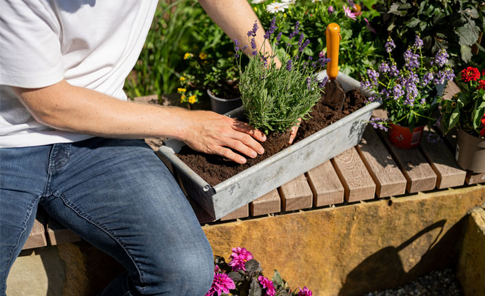 Jemand pflanzt eine Blume in einen Blumenkasten zwischen vielen anderen Blumen