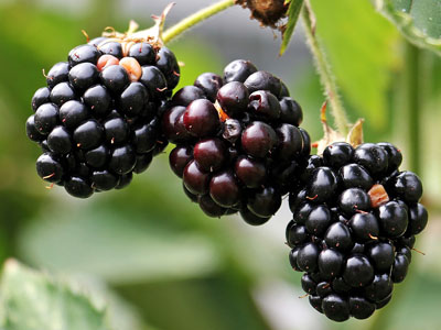 Drei reife Brombeeren am Strauch.