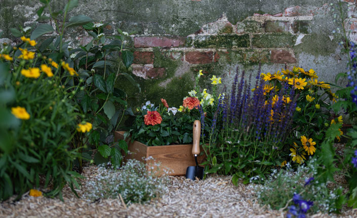 Einige Blumen an einer Hauswand