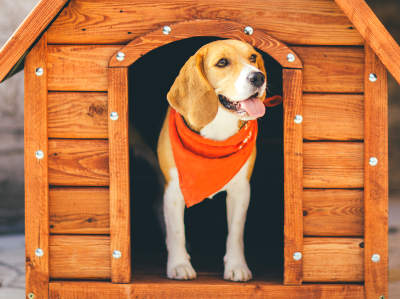 Ein braun-weißer Hund mit orangem Halstuch steht in der Öffnung einer neuen hölzernen Hundehütte und blickt nach draußen.