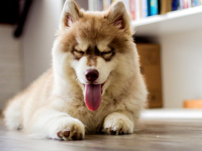 Ein Husky liegt entspannt auf dem Boden, hat die Augen geschlossen und streckt hechelnd die Zunge heraus.