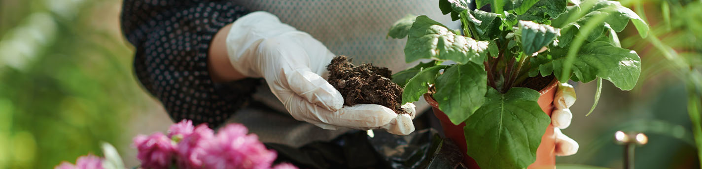 Jemand hält Pflanzenerde hoch zusammen mit einer Pflanze