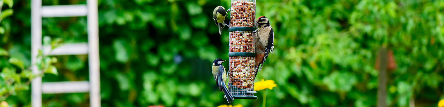 Vögel an einem Vogelfutter Gehänge