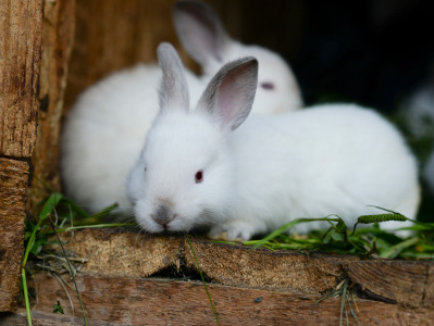 Zwei weiße Kaninchen mit dunklen Ohren sitzen in einem hölzernen Stall auf grünem Futter. Eines blickt nach vorn, das andere ist im Hintergrund.