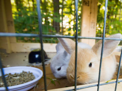 Ein hellbraunes und ein graues Kaninchen sitzen in einem Gitterstall nebeneinander. Im Vordergrund steht ein Napf mit Futterpellets.