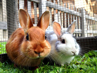 Ein braunes und ein grau-weißes Kaninchen sitzen nebeneinander auf Gras in einem Freilaufgehege aus Drahtgitter und Holz.