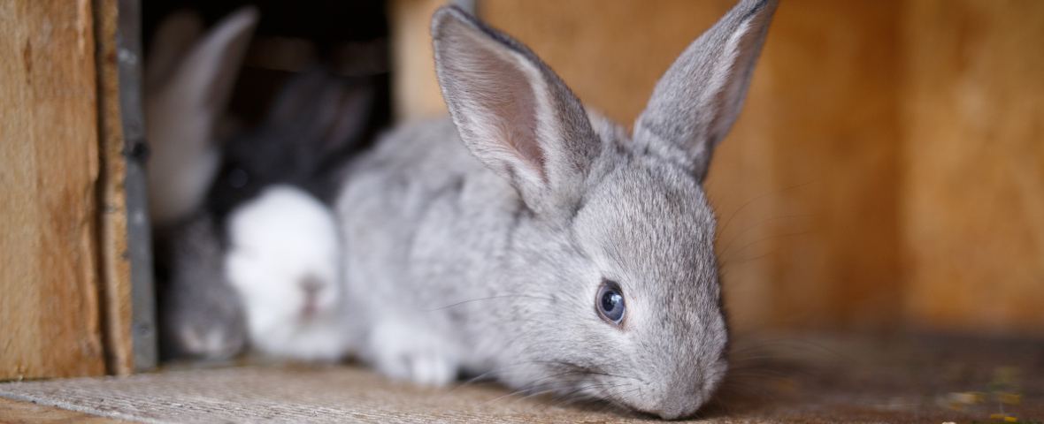 Ein graues Kaninchen sitzt in einem hölzernen Stall und blickt nach vorn, während ein weiteres Kaninchen im Hintergrund teilweise sichtbar ist.