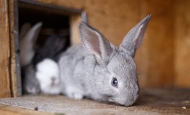Ein graues Kaninchen sitzt in einem hölzernen Stall und blickt nach vorn. Im Hintergrund sind weitere Kaninchen teilweise sichtbar.