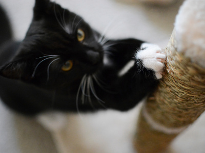 Eine schwarz-weiße Katze kratzt mit der Vorderpfote an einer Sisalsäule eines Kratzbaums und blickt dabei nach oben.