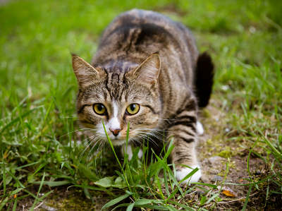 Eine getigerte Katze schleicht konzentriert durch das Gras und blickt nach vorne.