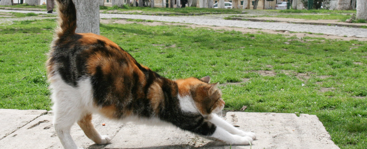 Eine dreifarbige Katze streckt sich mit ausgestreckten Vorderbeinen auf einem Steinboden im Park.