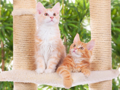 Zwei orangefarbene Katzen sitzen nebeneinander auf einer Plattform zwischen Sisalsäulen eines Kratzbaums und blicken in verschiedene Richtungen.