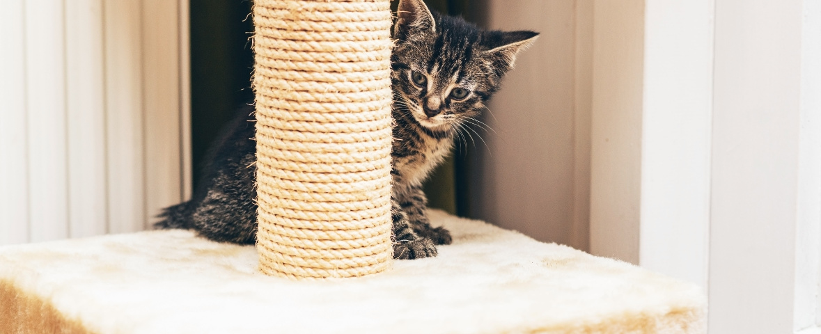 Eine junge getigerte Katze sitzt auf einer hellen Plattform hinter einer senkrechten Sisalsäule eines Kratzbaums und blickt seitlich hervor.