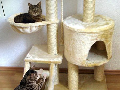 Zwei getigerte Katzen befinden sich an einem beigen Kratzbaum: eine liegt in einer Hängemulde, die andere kratzt mit den Vorderpfoten an einer unteren Sisalsäule.