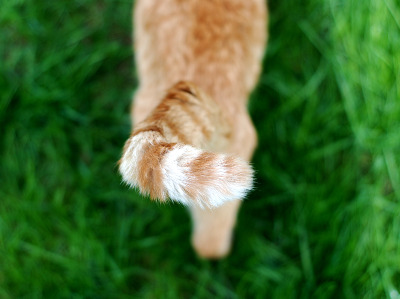 Der Rücken und Schwanz einer orange-weiß getigerten Katze, die durch grünes Gras läuft