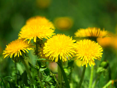 Mehrere leuchtend gelbe Löwenzahnblüten stehen auf einer Wiese mit grünem Laub und unscharfem Hintergrund.