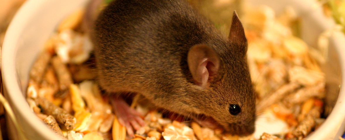 Eine braune Maus befindet sich in einer Futterschale, die mit Körnern, Pellets und getrocknetem Futter gefüllt ist.