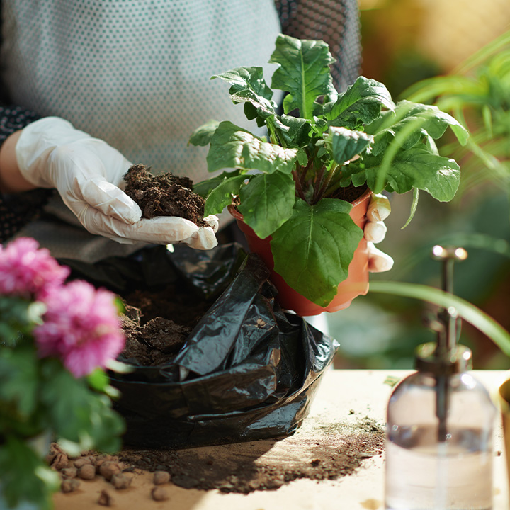 Jemand hält Pflanzenerde hoch mit einer Pflanze zusammen