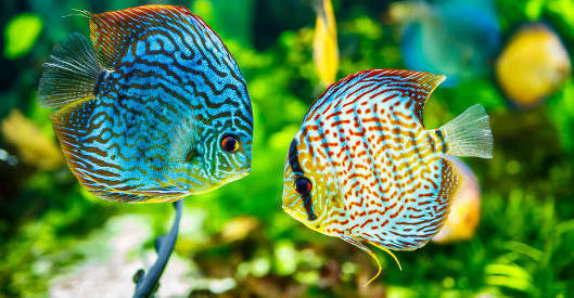 Zwei farbenprächtige Diskusfische – einer blau mit dunklem Muster, der andere weiß mit roten Streifen – schwimmen sich in einem bepflanzten Aquarium gegenüber.