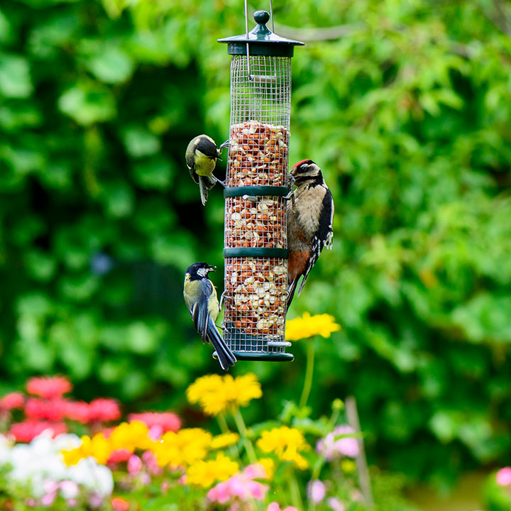 Vögel an einem Vogelfutter Gehänge