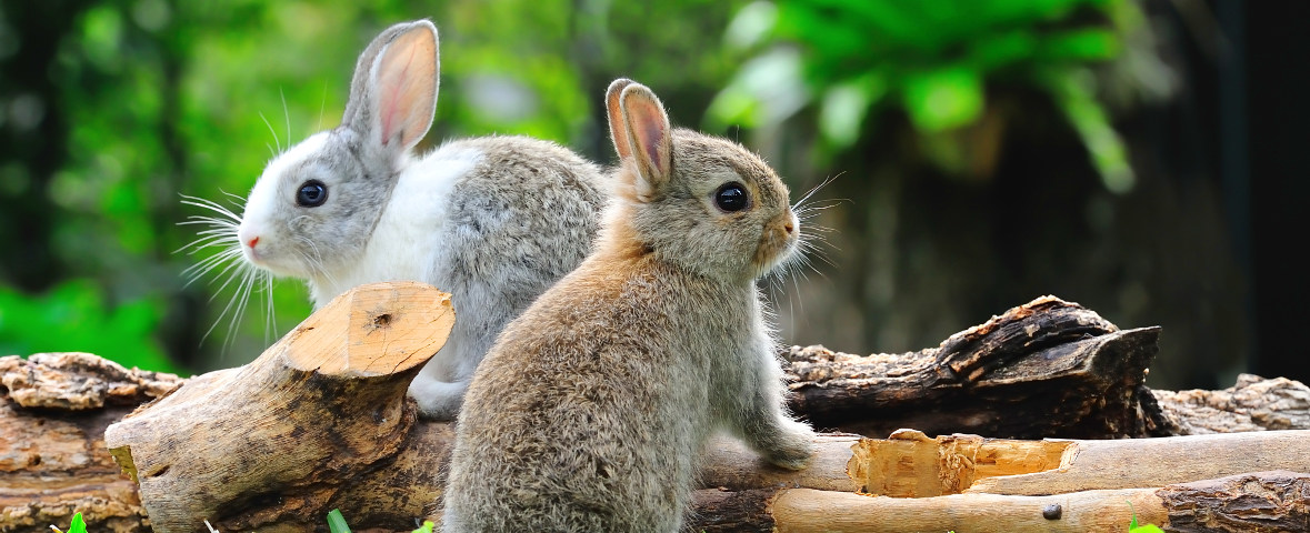 Zwei junge Kaninchen sitzen auf liegenden Baumstämmen im Freien. Eines ist braun-grau, das andere grau-weiß, und beide blicken in entgegengesetzte Richtungen.