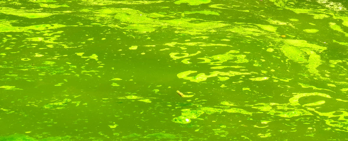 Grüne Wasseroberfläche mit dichten Algenansammlungen und Schaumspuren, die auf eine mögliche Gewässerverschmutzung hinweisen.