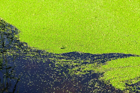 Ein Gewässer ist teilweise von einer dichten Schicht aus grünen Wasserlinsen bedeckt, während ein kleiner Bereich offen und dunkel bleibt.
