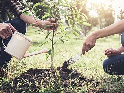 Zwei Personen pflanzen einen kleinen Baum im Garten, eine Hand hält eine weiße Gießkanne und bewässert die Pflanze, die andere Person verteilt mit einer kleinen Schaufel Erde um den Stamm