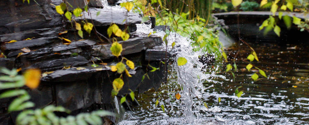 Ein Wasserfall aus dunklen Natursteinplatten fließt in einen Gartenteich. Um den Wasserlauf hängen herbstlich gefärbte Zweige mit gelben Blättern.