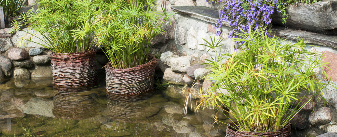 Mehrere dekorative Pflanzen in geflochtenen Weidenkörben stehen im Flachwasser eines naturnah gestalteten Teichs mit Steinumrandung. Im Hintergrund blüht eine violette Hängepflanze.