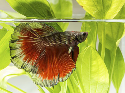 Foto von einem siamesischen Kampffisch
