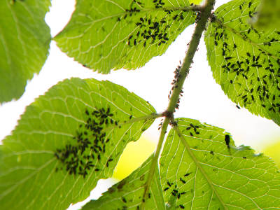 Zahlreiche schwarze Blattläuse besiedeln die Unterseiten von grünen Blättern an einem Zweig. Die Insekten sitzen dicht beieinander