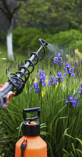 Mit einem Drucksprüher werden violette Blüten im Garten behandelt. Die Pflanze wird gezielt mit feinem Sprühnebel besprüht, während das orangefarbene Gerät im Vordergrund steht