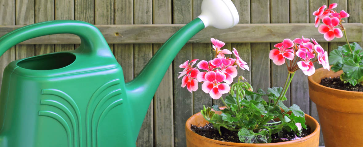 Nahaufnahme einer grünen Gießkanne, die vor zwei Tonkübeln mit rosafarbenen Blumen steht