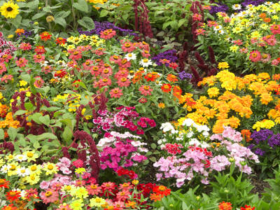 Nahaufnahme von Blumen in vielen verschiedenen Farben, die dicht beieinander stehen