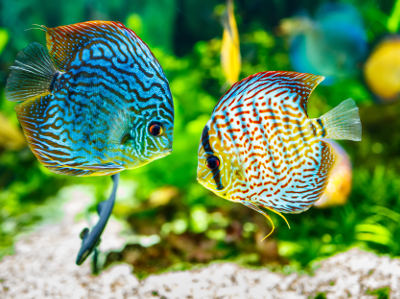 Foto von zwei Diskusfischen in einem Aquarium