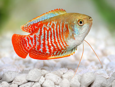 Ein leuchtend orange-blauer Zwergfadenfisch schwimmt über hellem Kies im Aquarium.