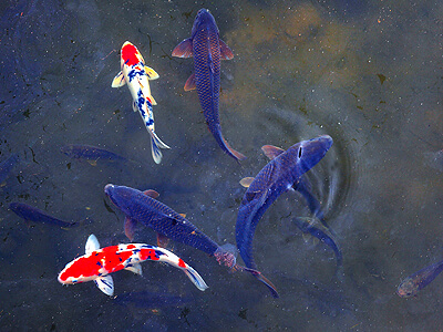 Verschiedenfarbige Kois, die in einem Teich an der Wasseroberfläche schwimmen