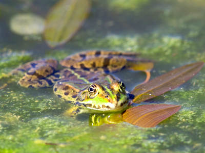 Ein grün-braun gefleckter Frosch sitzt in einem flachen, mit Algen und Pflanzen bedeckten Gewässer und blickt zur Kamera.