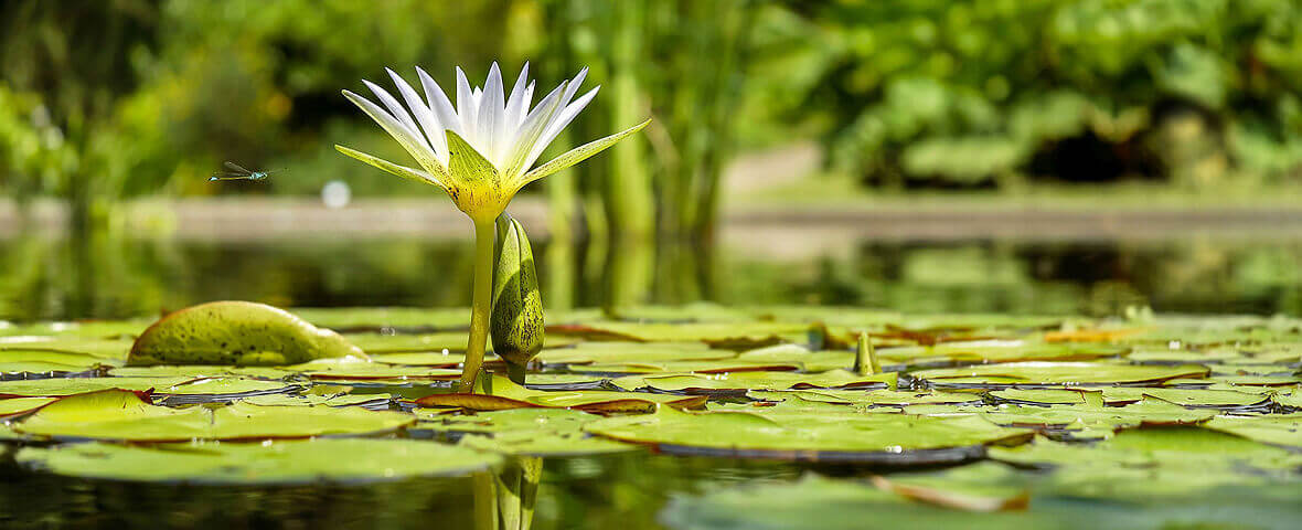 Nahaufnahme von Seerosenblättern und einer weißen Seerose auf einem Teich, neben der Seerose fliegt eine Libelle